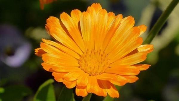 Calendula officinalis