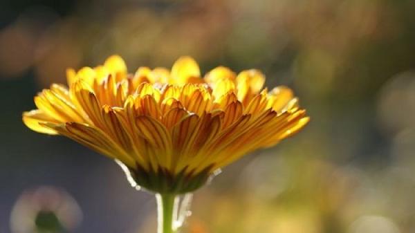Calendula officinalis