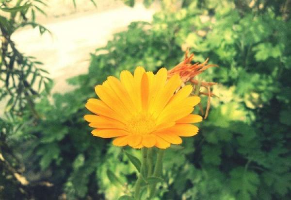 Beautiful Calendula