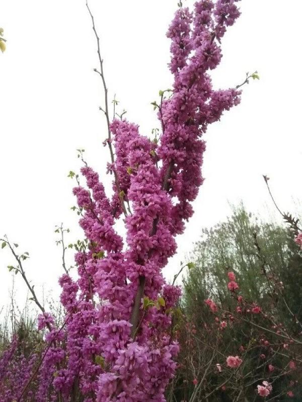 Redbud