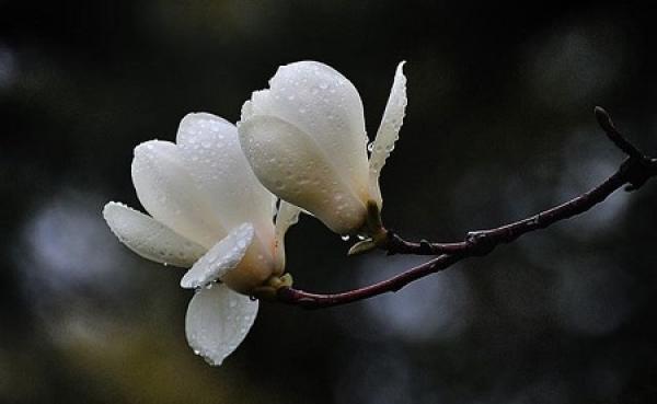 Elegant and Fresh Magnolia