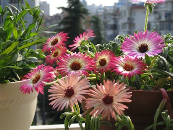 Colorful Rainbow Chrysanthemum