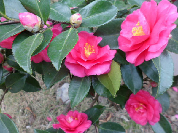 Camellia
