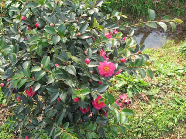 Camellia plant