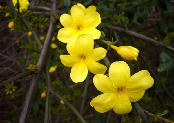Winter jasmine