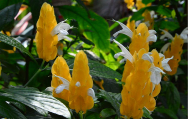 Goldenrod plant