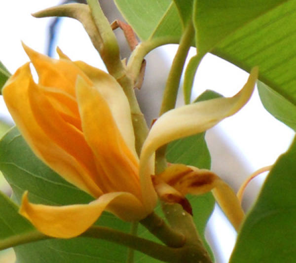 Beautiful Yellow Orchid