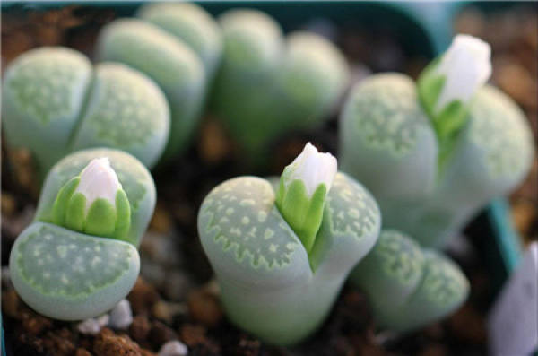 Lovely fleshy stone flowers.