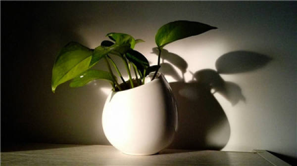 the leaves of a pothos