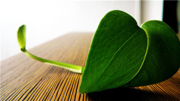 the leaves of a pothos