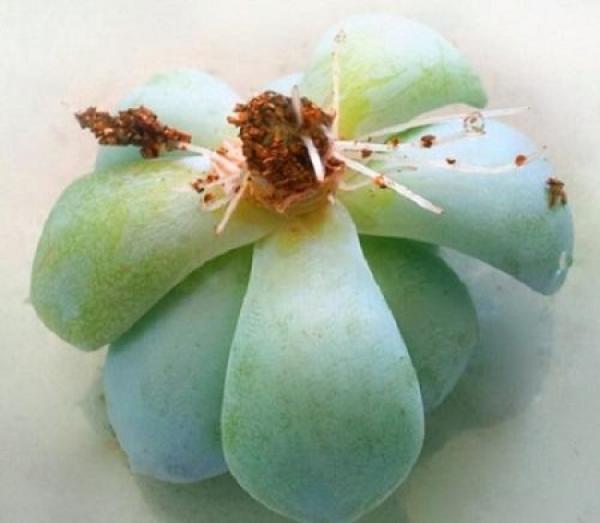 Succulent root