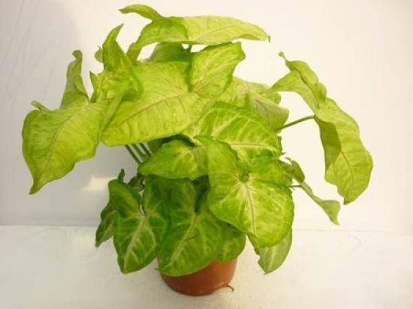 Pot Green Planting