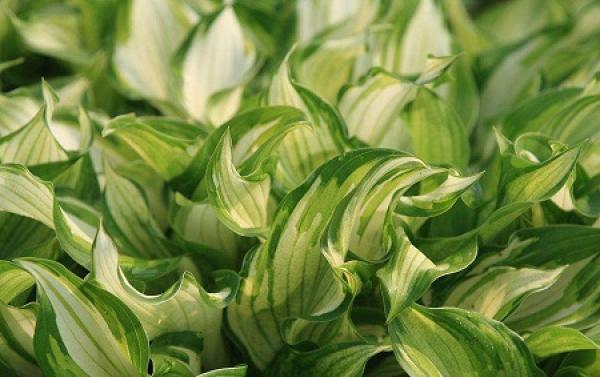 Hosta plantaginea