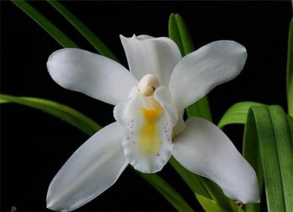 A good-looking flower
