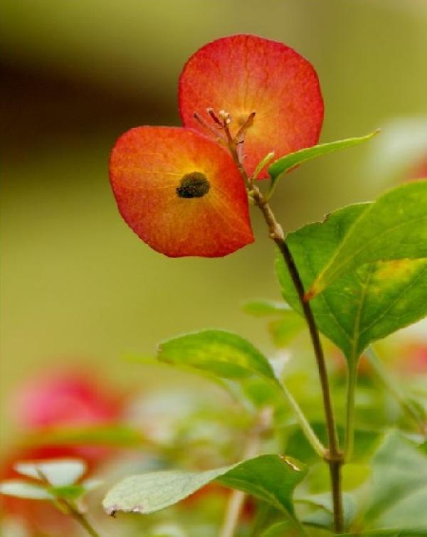 winter red