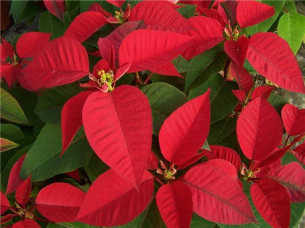 Euphorbia pulcherrima