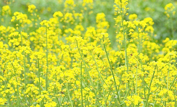 Beautiful rape flowers.