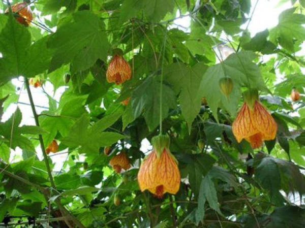 Beautiful Golden Bell Flower
