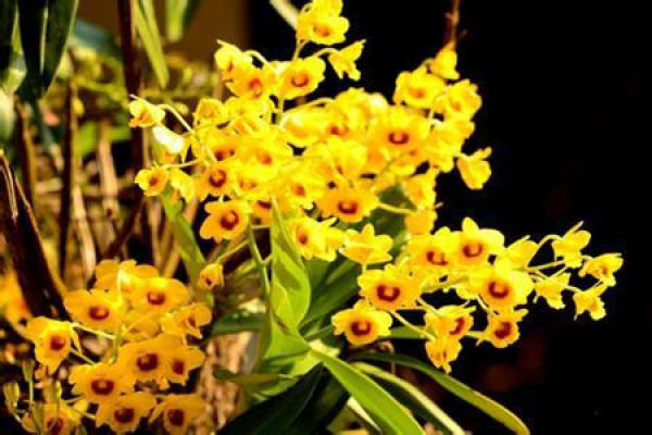 Dendrobium drumstick