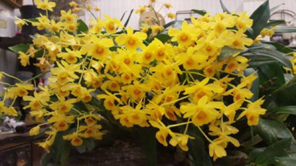 Dendrobium drumstick