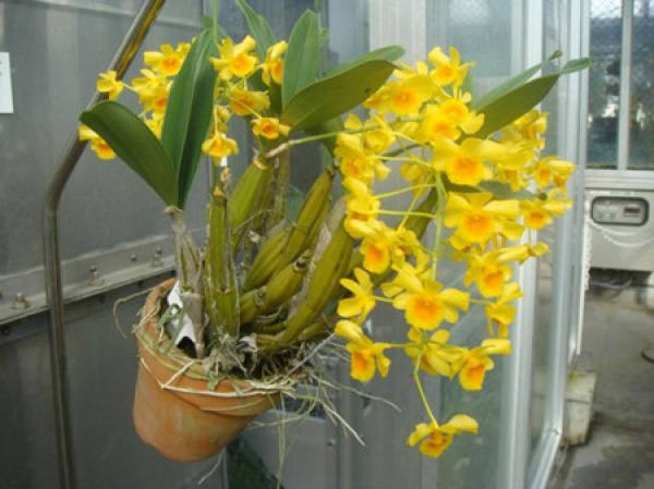 Potted Dendrobium chrysotoxum