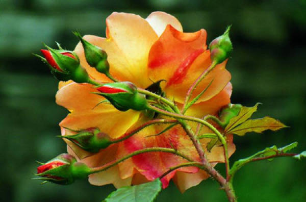 Fresh perfume rose