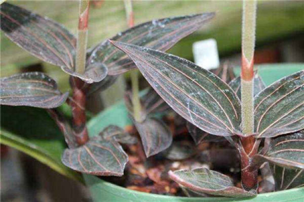 blood leaf