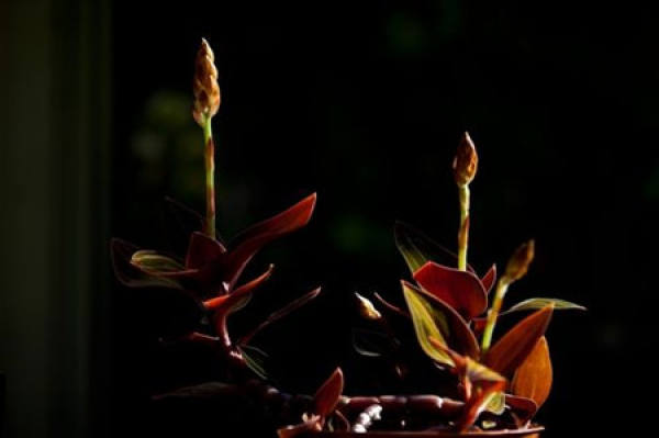 Sanguinea plant