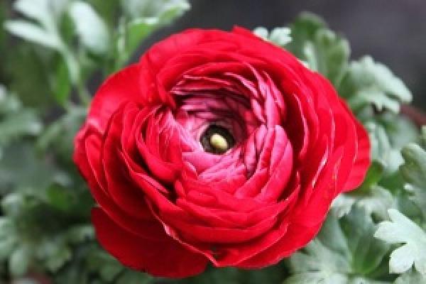Red Flower Peony