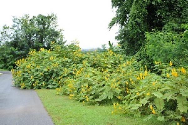 Cassia crenata