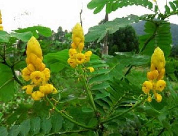 Cassia crenata