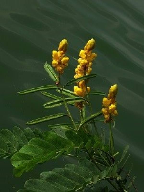 Cassia alata plant