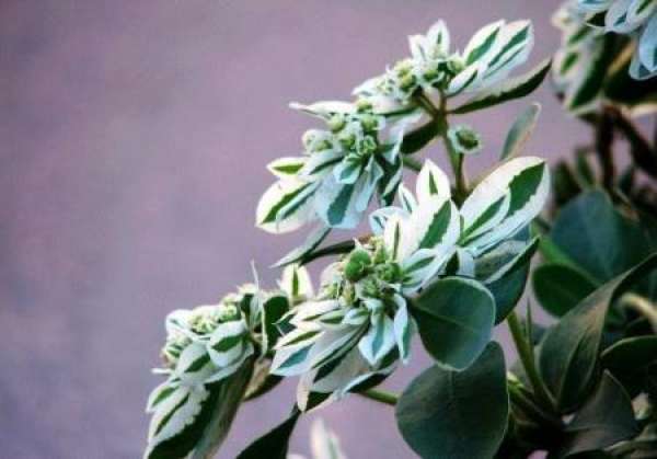 Potted Yinbian Cui
