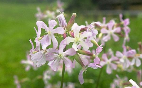Nice soap flowers.