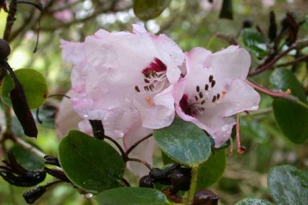 Rhododendron ovale