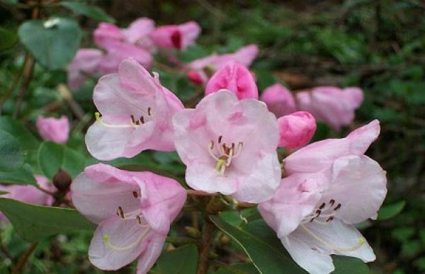 Lovely ovate Rhododendron