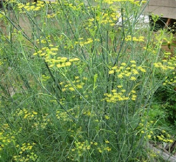 Fennel Pest