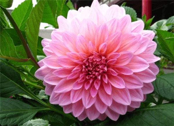 Dahlia blossom Dahlia blossom