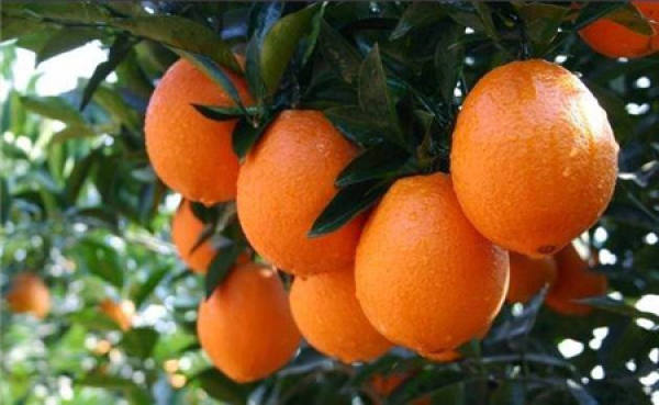 Navel orange plant