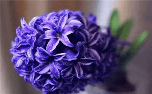 Hyacinth