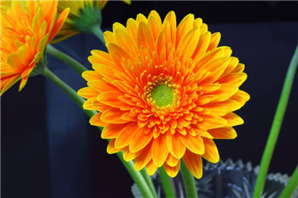 Gerbera plant