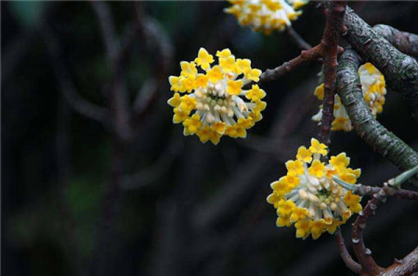 Fragrant plant