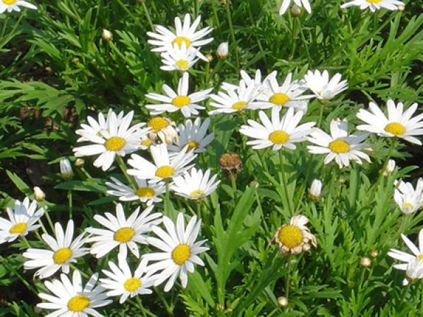 white crystal chrysanthemum