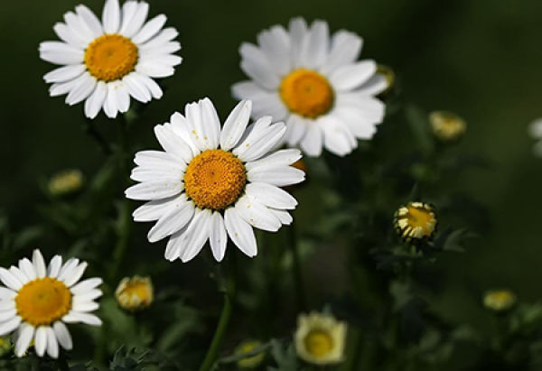 Beautiful white chrysanthemum