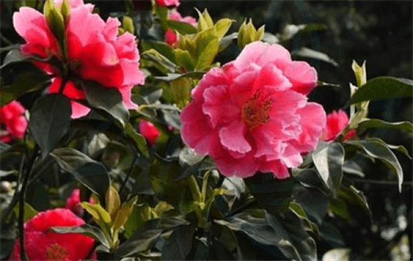Camellia yunnanensis