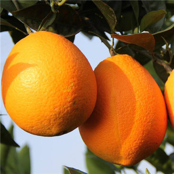 delicious navel orange
