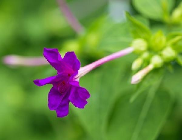 Lovely Mirabilis jalapa