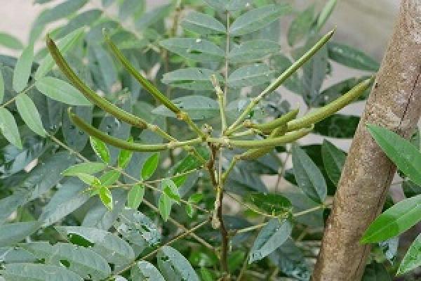 Chamaecrista japonica L. plant