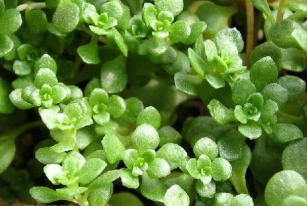 Sedum bulbiferum