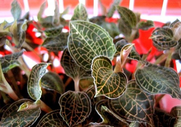 Anoectochilus roxburghii